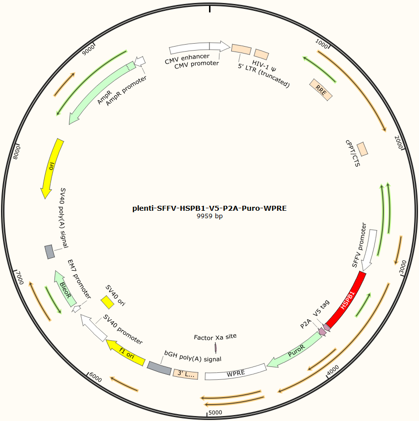 plenti-SFFV-HSPB1-V5-P2A-Puro-WPRE